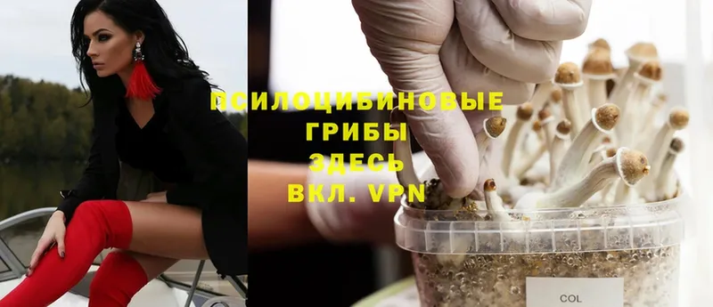 Галлюциногенные грибы Psilocybe Орск